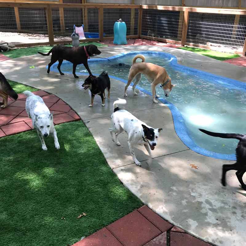 Dog Daycare in Leavenworth, KS | Deb’s Riverview Kennels LLC